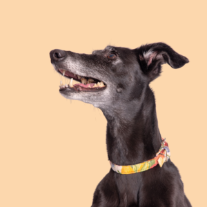 black dog wearing a thin collar with fruits and against a soft peach background