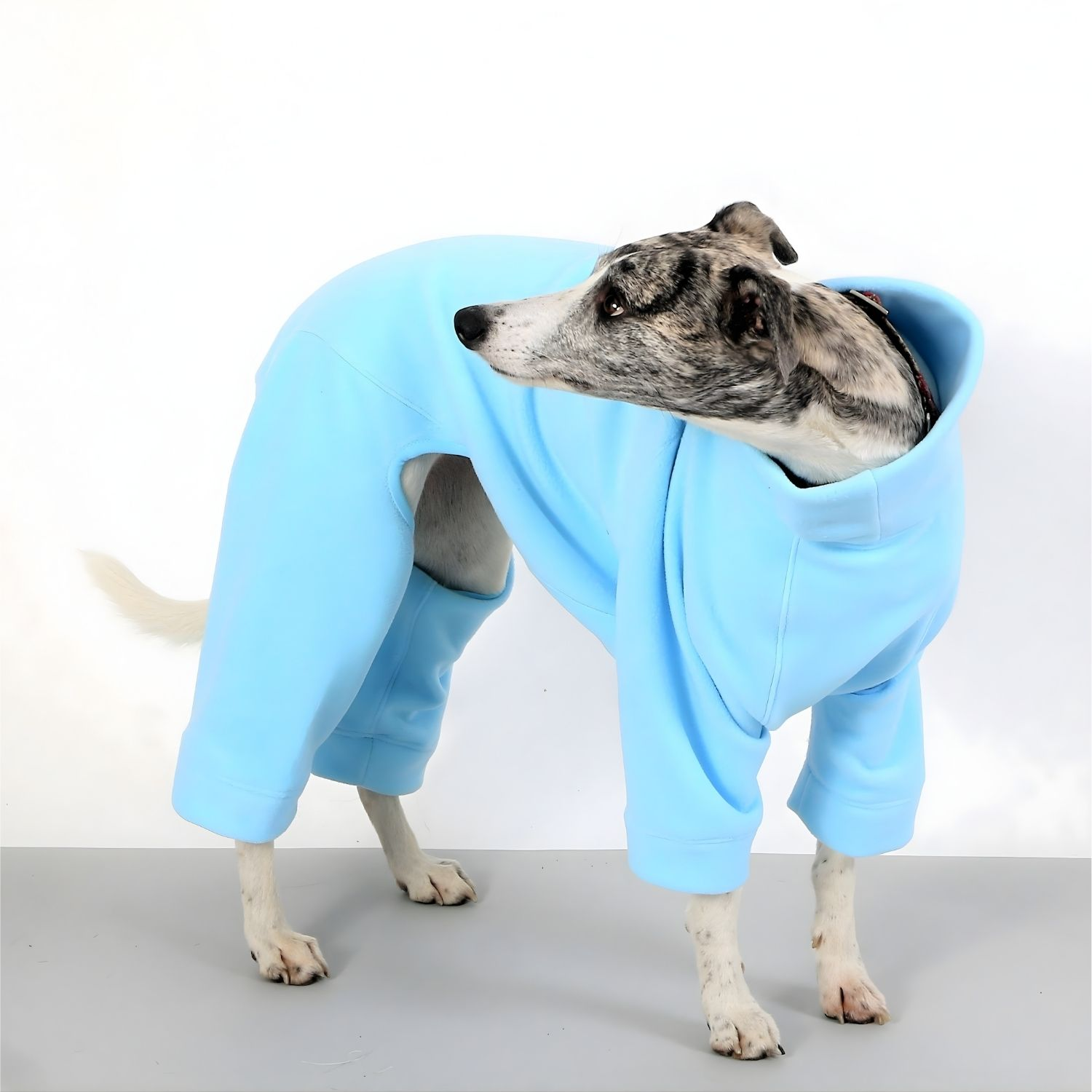 front view of a whippet wearing baby‑blue fleece pajamas, showing its slim build and soft fabric texture.”