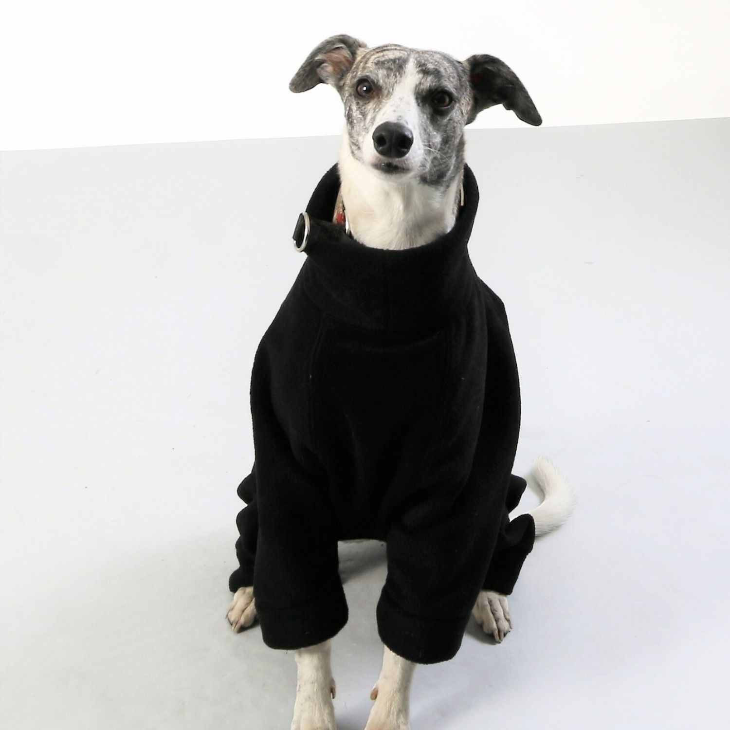 front seated view of a whippet wearing black fleece pajamas, showing its slim build and soft fabric texture.”