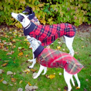 2 dogs in tartan dog coats in xmas colours and red and black, against a background of green leaves and bushes