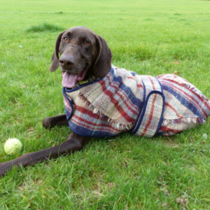 brown pointer dog laying down with a tartan blanket coat on in a mix of browns with a tennis ball at his feet