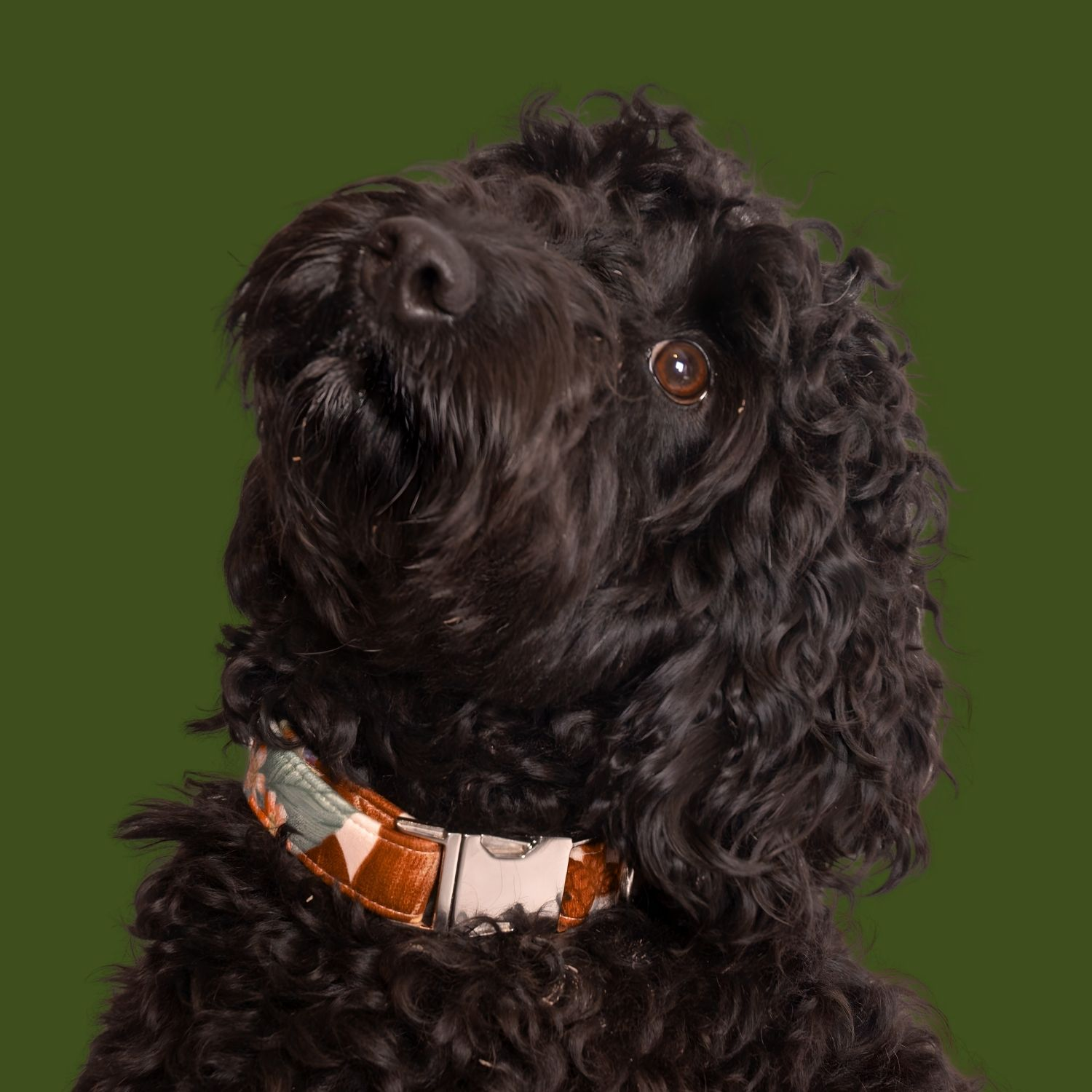 black dog wearing collar in cream and forest fruits, against a green background