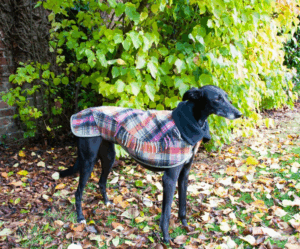 Large Dog and Upwards Blanket Coat