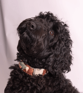 Paisley Small dog