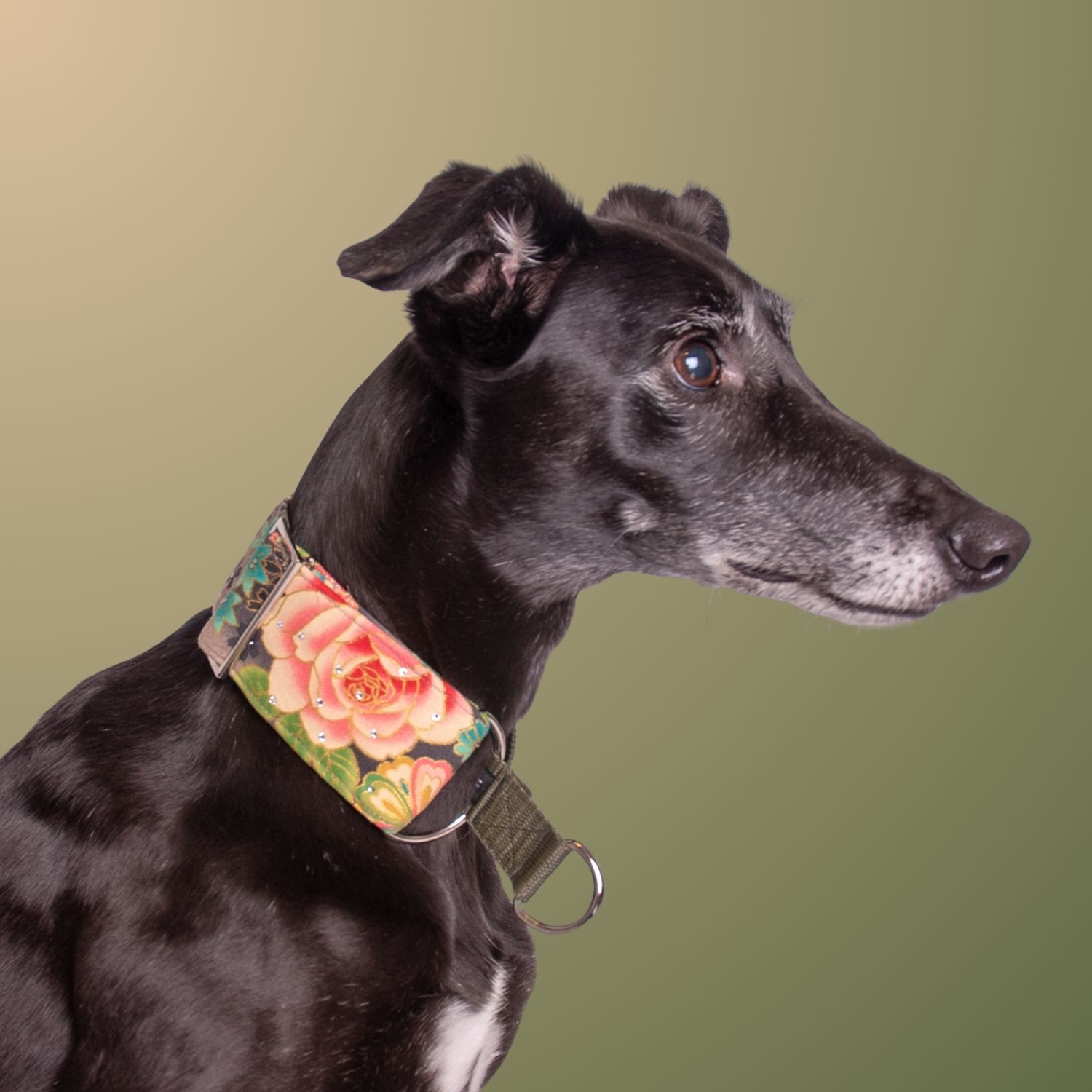 “Black lurcher wearing a martingale collar with an ornate oriental-style floral print, standing alert and looking off to the side.”