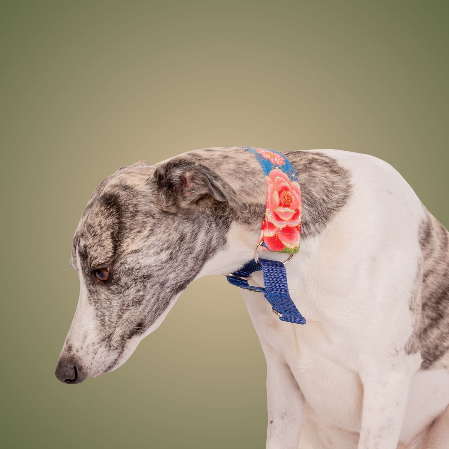 “White and grey whippet wearing a martingale collar featuring an oriental-style floral print, standing calmly and looking down.