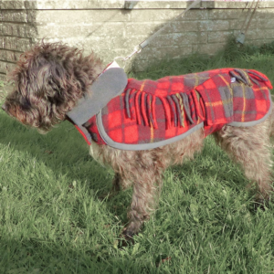 small black dog in a red and black tartan dog coat standing on grass