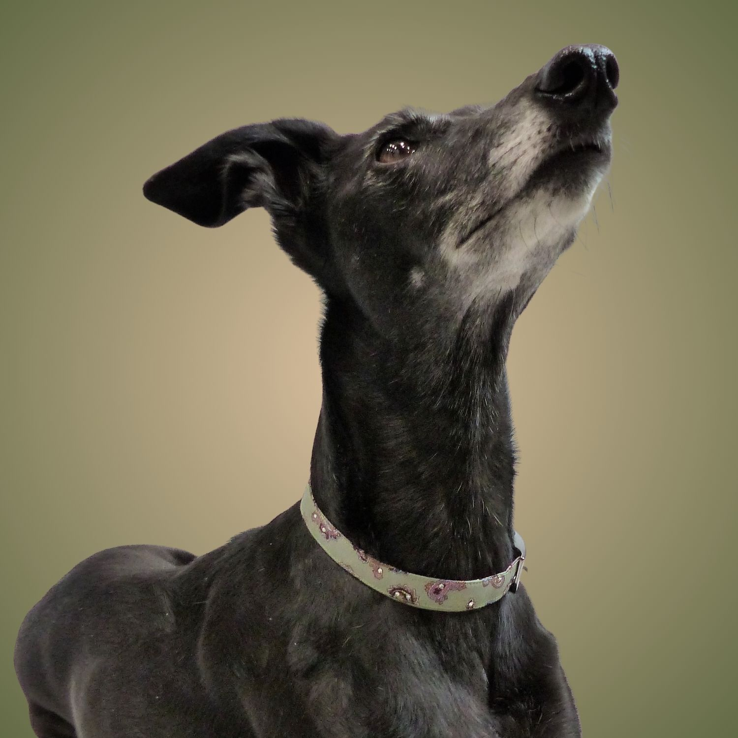Paisley Small dog Collar