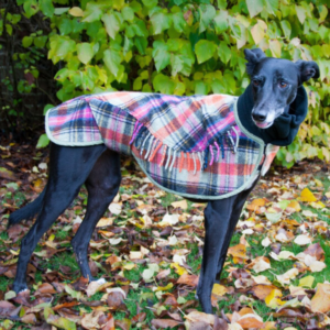 side view of black greyhound in soft blanket coat in orange and pink tartan edged with green, set against foliage