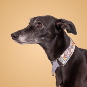 Close-up profile of a black lurcher wearing an Impressionist inspired martingale dog collar with abstract floral patterns in blue, orange, and white, set against a soft peach background.