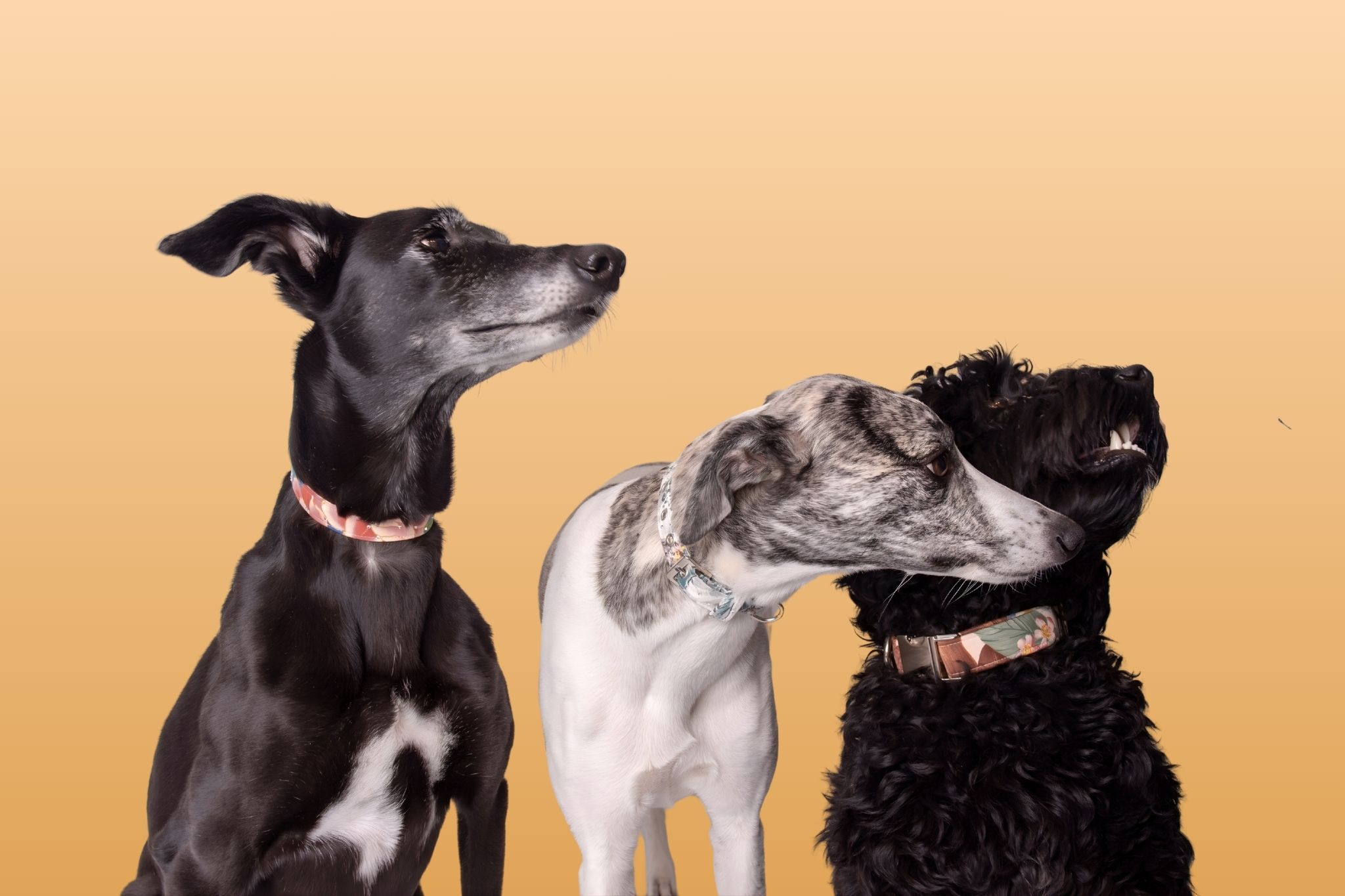 3 dogs against a warm melon colour background