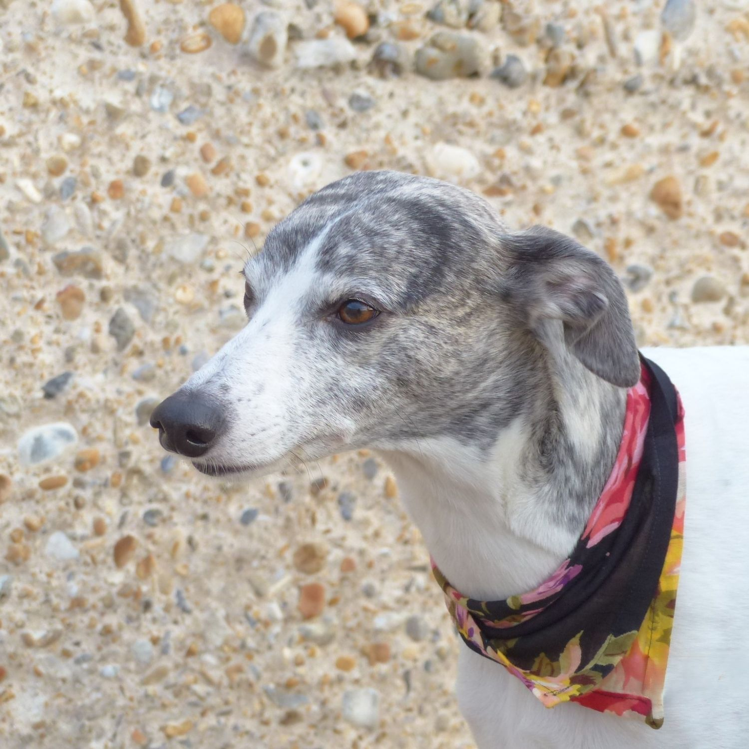 close up of brindle whippet wearing a black floral bandana against a soft pink backgroundclose up of brindle whippet wearing a black floral bandana against a pebble wall