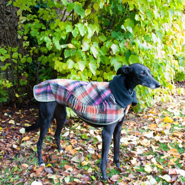 greyhound blanket coat in multi colourway