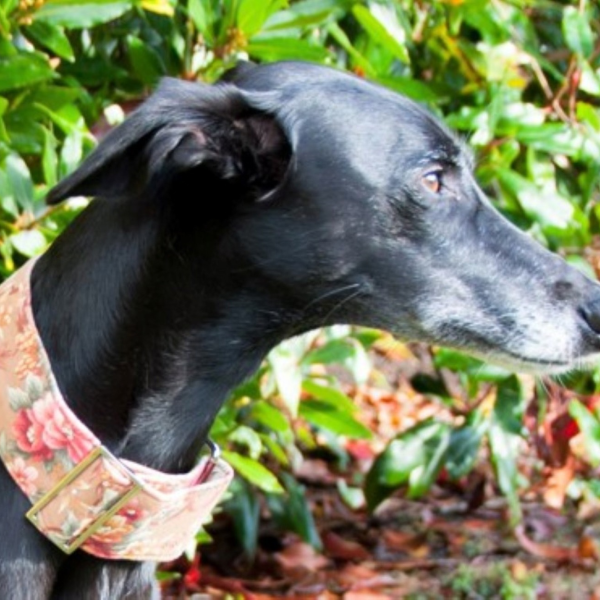 martingale collar in country floral