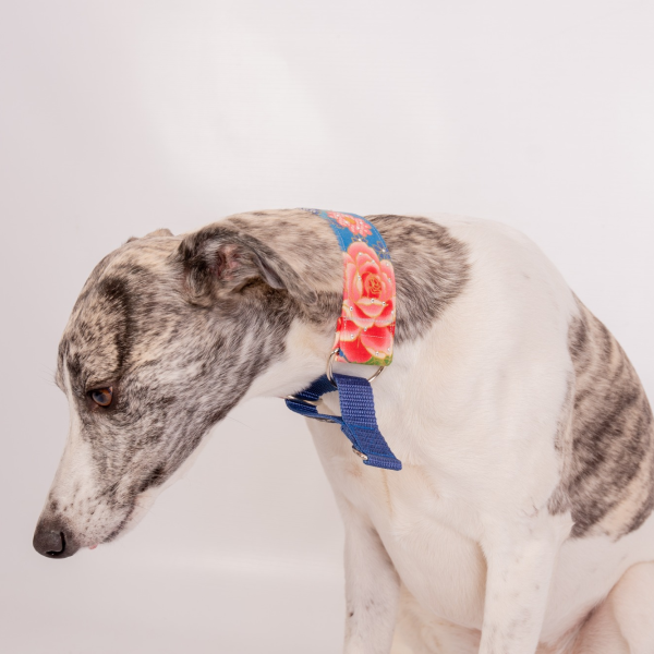 Whippet wearing martingale collar in blue and pink with oriental blossom floral print