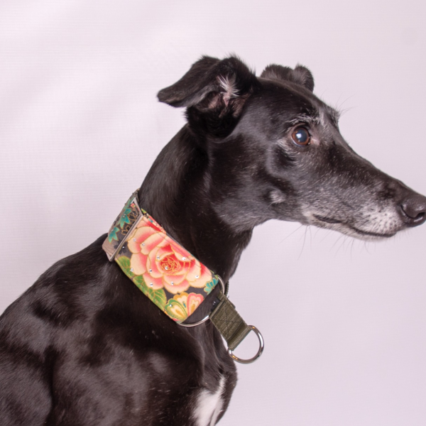 Whippet wearing martingale collar in black and pink with oriental blossom floral print